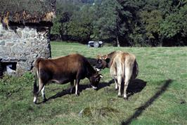 Jersey cows near Lustleigh