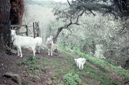 The goats and lambs in their Garden of Eden at Leusdon [Remastered scan, June 2019]