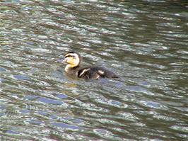 One of the active ducklings in the pond at the Tides Reach Hotel, South Sands