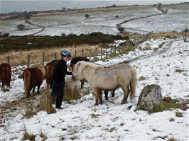Keir with the Dartmoor ponies at Water Oak Corner