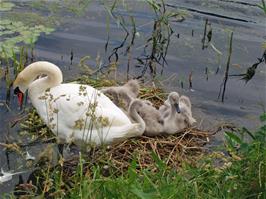 A swan and cygnets in the canal