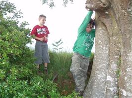 Tom and Zac try to climb the tree near Marley Head