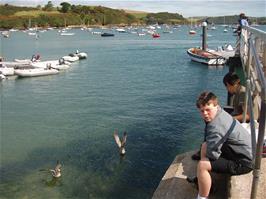 Salcombe harbour