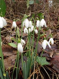 Snowdrops in the hedgerow near Abham