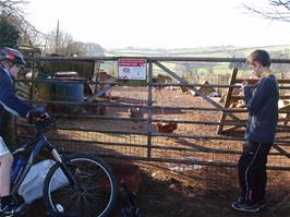 Dennis feeds the chickens near North Huish