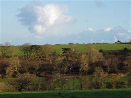 Horses in a green and idyllic landscape seen from St Michael Caerhays, 26.4 miles into the ride