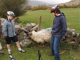 Ashley & Zac try to solve the problem of the trapped sheep