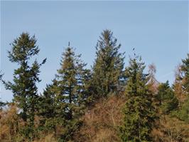 An unusual sight - a pair of cormorants in a tree near the reservoirs.  New photo for 2024