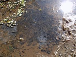 Tadpoles near the end of the Lower Hembury track