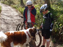 A friendly St Bernard in Hembury