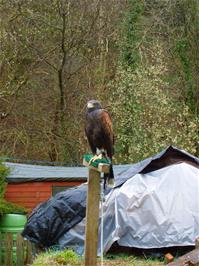 We saw this Harris's Hawk in a garden by the road as we left Lynton, probably on Lynway.  The unpleasant rain was just beginning