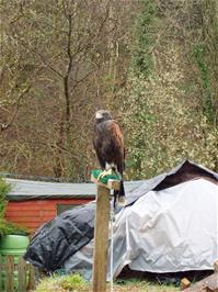 We saw this Bird of prey in a garden by the road as we left Lynton on the B3234.  The unpleasant rain was just beginning