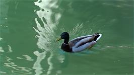 Only ducks are allowed to enjoy the Roman Baths these days, and this is one of a pair that were mating!