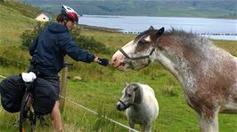 Zac feeds some friendly horses on the coastal road between Luib and Sconser, on Loch Ainort