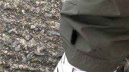 The caterpillar crawling up Ryan's trousers at Sconser Quay