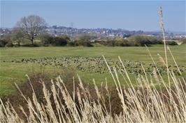 Canada Geese near the estuary path