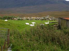 Ducks at Arivruaich, by Loch Seaforth, Isle of Harris