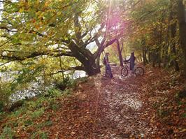 Autumn on the Totnes cycle path