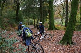 The woodland track near Belford Mill