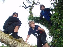 Zac, Matt and Ash up a tree at Humphrey's Cross
