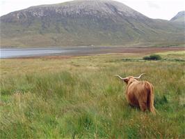 Our first Highland Cow, near Luib on Skye