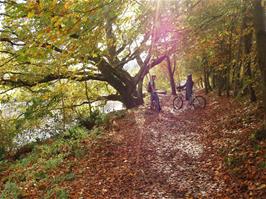 Autumn on the Totnes cycle path