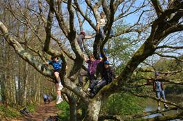 More tree-climbing by the Dart at Totnes