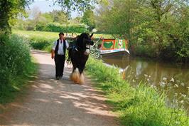 A shire horse pulls a tourist barge along the canal