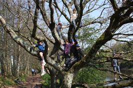 More tree-climbing by the Dart at Totnes