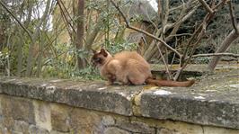 Ash's photo of the cat at Ilmington