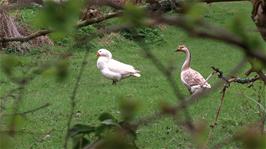 Geese in a rather attractive garden at Ilmington