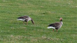 Grey Lag Geese by the Thames