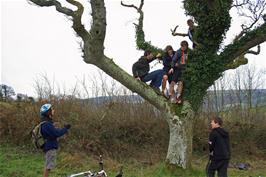 Tree climbing at Humphrey's Cross