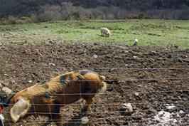 Piglets near Chalk Ford