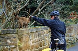 Ash with the very friendly cat on the approach to Ilmington