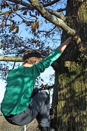 George climbs a tree on Hembury Fort - new photo for 2024