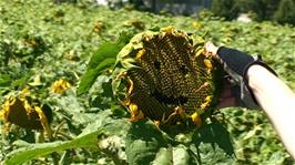 Ash introduces Sam the Sunflower at Fulenbach, 8.9 miles into the ride