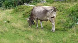 A Swiss Cow complete with bell at Hindrem Bach, 22.3 miles into the ride, 1455m asl