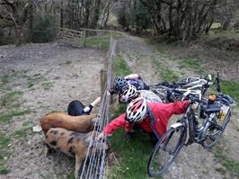 The piglets seem to like attention