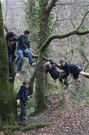 The group hanging out in their favourite tree on the Lower Hembury Track