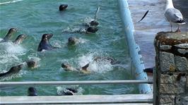 Feeding time in the main pool at Gweek