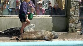 These larger seals just sit around and wait to be fed