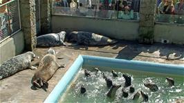 Feeding time in the main pool at Gweek