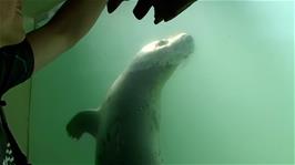 This playful seal follows Ash's toy as he moves it around the viewing window