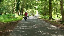 Riding along Rhinefield Ornamental Drive, 4.6 miles into the ride