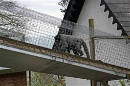 One of the Woolly Monkeys at the Monkey Sanctuary