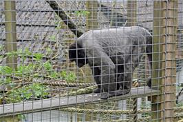 One of the Woolly Monkeys at the Monkey Sanctuary