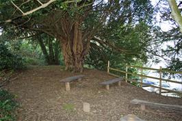 Woodlands in the grounds of Golant Youth Hostel