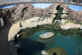 The Humboldt penguin enclosure at Gweek