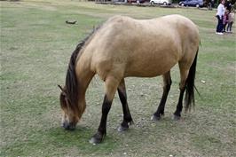 The very naughty New Forest pony at Bolderwood, near the deer sanctuary, that just ate Michael's lunch, 2.1 miles into the ride